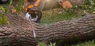 Professional Tree Services in Coeburn, VA