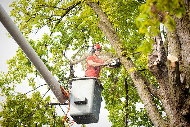 How Our Tree Care Process Works  in  Coeburn, VA